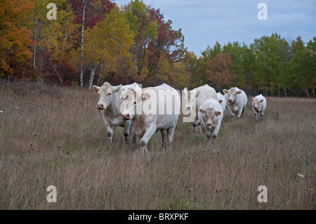 Una mandria di bovini Charolais sull isola Manitoulin Foto Stock
