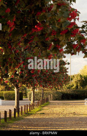 Rowan alberi e ghiaia parcheggio auto Foto Stock