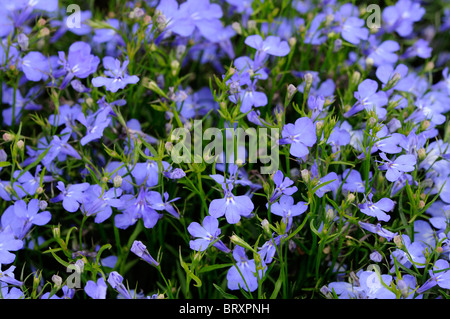 Lobelia erinus compacta Cambridge Blue Campanulaceae Lobelia Biancheria da letto biancheria da letto estiva impianto semi-hardy annuale di blu cielo fiori Foto Stock