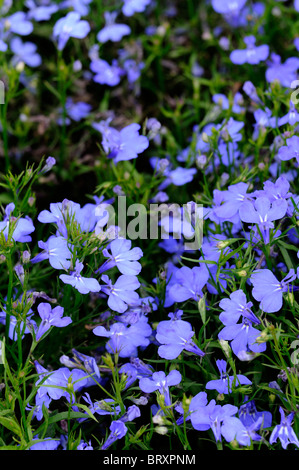Lobelia erinus compacta Cambridge Blue Campanulaceae Lobelia Biancheria da letto biancheria da letto estiva impianto semi-hardy annuale di blu cielo fiori Foto Stock
