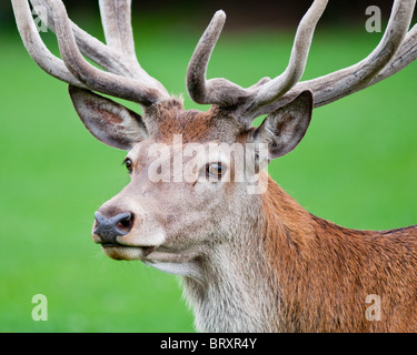 Una chiusura di un cervo rosso cervo - Cervus elaphus Foto Stock