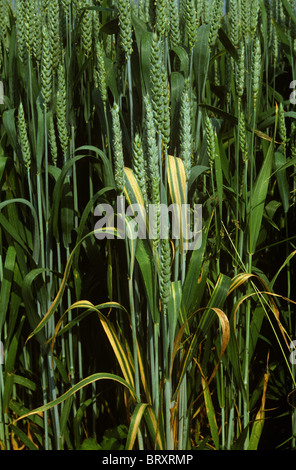 Foglia di frumento stripe (Cephalosporium gramineum) su flagleaves di grano in ear Foto Stock