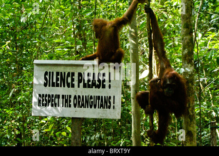 Orangutan sul segno, Borneo, Indonesia Foto Stock