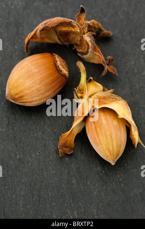 Il dado che cresce su un cavatappi o contorte Hazel, Corylus avellana "Contorta' (Harry Lauder's walkingstick) Foto Stock