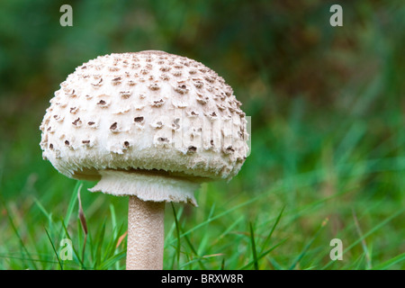 Ombrellone fungo Lepiota procera, immaturi corpo fruttifero, Surrey, Regno Unito, autunno Foto Stock