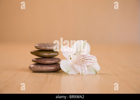 Unico giglio peruviano (Alstromeria) e la pila di ciottoli Foto Stock