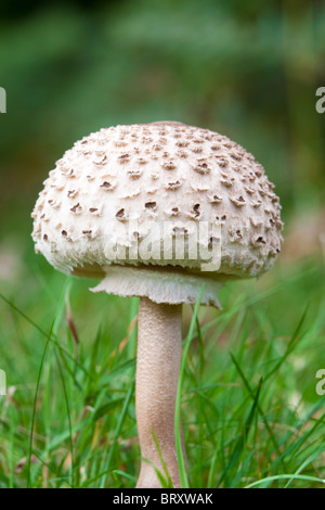 Ombrellone fungo Lepiota procera, immaturi corpo fruttifero, Surrey, Regno Unito, autunno Foto Stock