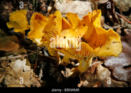 La raccolta di funghi selvatici commestibili (i finferli), foresta di CONCHES (27), in Normandia, Francia Foto Stock