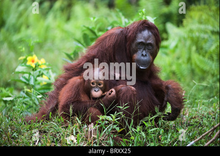 Orango Tango con il bambino su un'erba. Indonesia. Borneo. Foto Stock