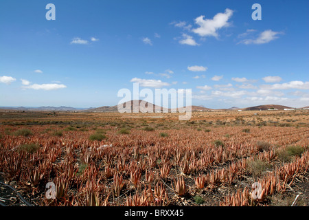 Aloe vera coltivazione di piante fuerteventura canarie Spagna guarigione medica plantation farm factory Foto Stock