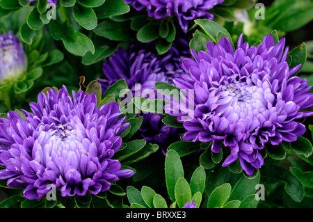 Aster Dwarf Milady Callistephus chinensis aster nana big blu profondo che i fiori sbocciano fiore resistente al calore metà annuale hardy Foto Stock