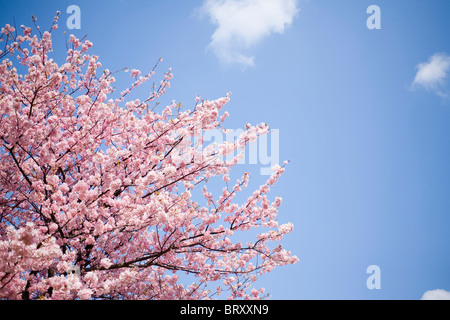 Kawazu-zakura Foto Stock