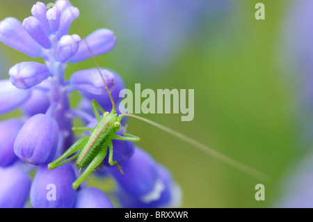 Grasshopper sul giacinto d'uva (Muscari latifolium) Foto Stock