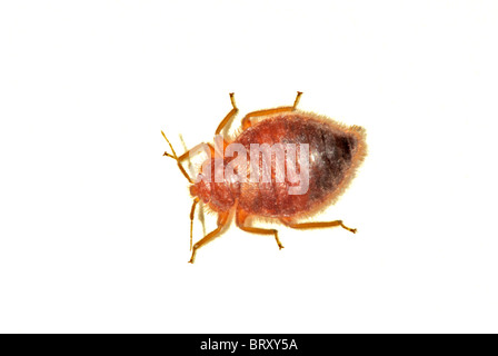 Comune Bedbug adulti- Bed bug (Lepinotus reticulatus.) un overhead vicino l immagine di questo insetto infestante. Fotografato in Colorado US. Foto Stock