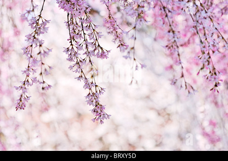 Fiori di Ciliegio, prefettura di Kyoto, Honshu, Giappone Foto Stock