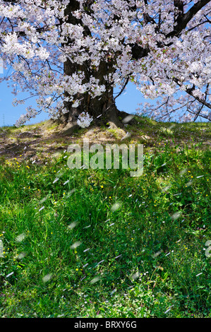 Fiore di Ciliegio albero e petali soffiando nel vento, prefettura di Kyoto, Honshu, Giappone Foto Stock