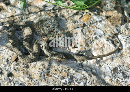 Montpellier snake (Malpolon Monspessulanus) giovani avvolto a spirale su una roccia riscaldamento nel sole in autunno Foto Stock