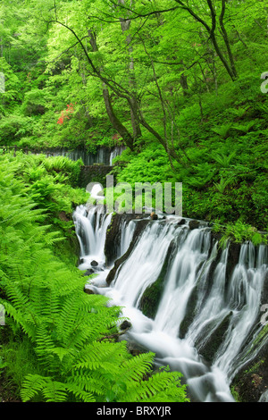 Shiraito cascata, Prefettura di Nagano, Honshu, Giappone Foto Stock