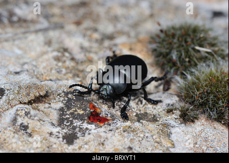 Sanguinosa naso-maggiolino - spewer di sangue - il sangue produca beetle (Timarcha tenebricosa) vicino a trasuda " sangue " drop Foto Stock