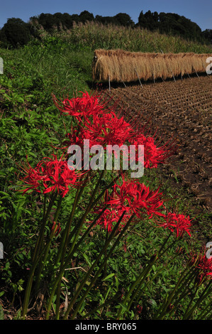 Ragno rosso Giglio e il campo di riso Foto Stock