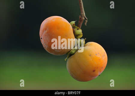 Chiudere l immagine del kaki sul ramo Foto Stock