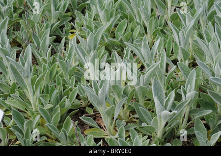 Agnello le orecchie (Stachys byzantina), Prefettura di Okayama, Honshu, Giappone Foto Stock