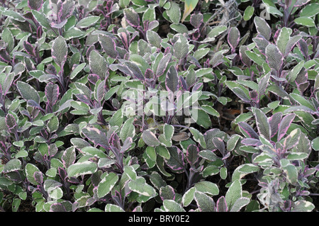 Tricolore di salvia (Salvia officinalis ), Prefettura di Okayama, Honshu, Giappone Foto Stock