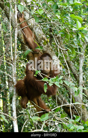 Giovane maschio orangutan nella struttura ad albero, Borneo, Indonesia Foto Stock