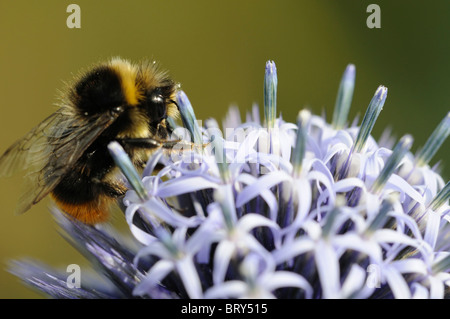 riro di echinops, thistle del globo, bratte perenni erbacee spinose che alimentano l'ape che impollinating fiori blu fioriscono Foto Stock