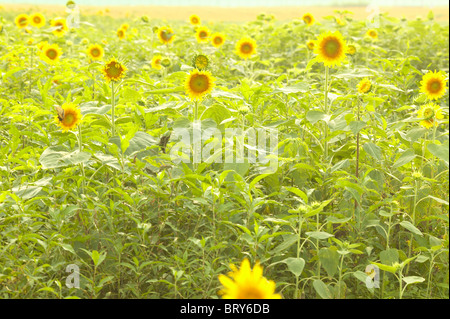 Campo di girasoli, nella prefettura di Chiba, Giappone Foto Stock