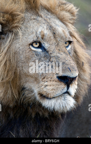 Ritratto del leone. Foto Stock