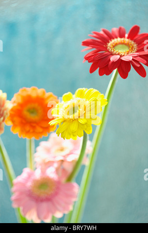 Margherite del Gerbera Foto Stock