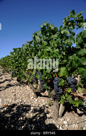 Francia, Bordeaux, Médoc Foto Stock