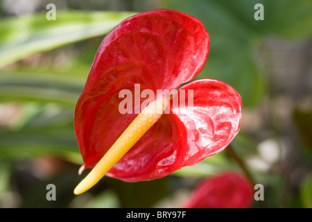 Red flamingo lily (Anthurium andraeanum) Foto Stock