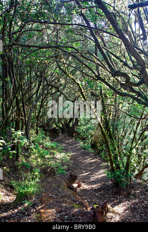 Isole Canarie La Gomera, Parco Nazionale di Garajonay (Sito UNESCO), alloro pre-foresta glaciale Foto Stock