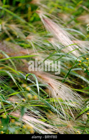 Hordeum jubatum orzo di coda di volpe coda di scoiattolo erba perenne teste di seme panicle infiorescenza awn piante ornamentali Foto Stock