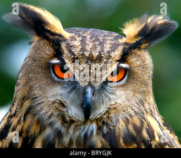 Gufo reale il gufo reale (Bubo bubo) Gufo Reale Il Gufo reale è molto potente e grande rapace. Foto Stock