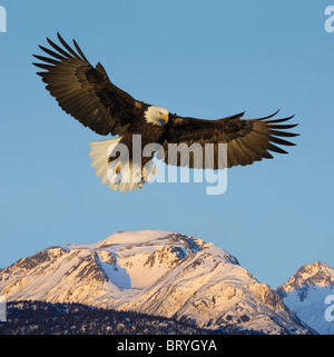 Aquila calva volare sopra le montagne sull'altro lato di Katchemak Bay nei pressi di Omero in Alaska Foto Stock