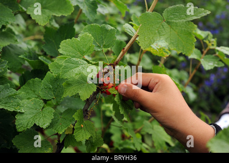 Ribes rosso essendo prelevato vicino fino alla comunità di Bradford progetto ambientale assegnazioni Foto Stock