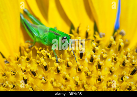 Vista ravvicinata di una cavalletta su un giallo girasole. Winnipeg, Manitoba, Canada. Foto Stock