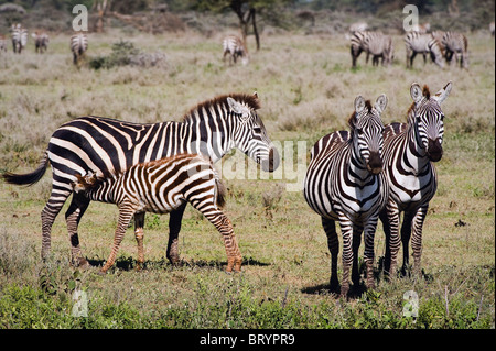 Alimentazione di un puledro di una zebra. Il puledro aspira la mamma. Nelle vicinanze ci sono due zebre. Su uno sfondo di boccole in savana. Foto Stock