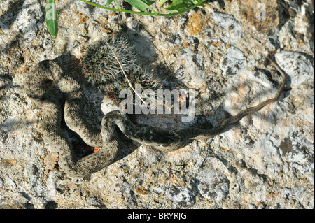 Montpellier snake (Malpolon Monspessulanus) giovani avvolto a spirale su una roccia riscaldamento nel sole in autunno Foto Stock