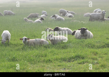 Pecore, SOMME (80), Piccardia, Francia Foto Stock