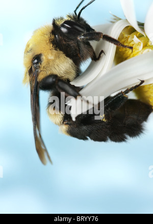 Bumble Bee su una margherita Foto Stock