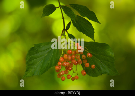 In inverno le bacche di Viburnum Opulus con soft green bokeh di toni Foto Stock