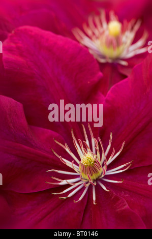 Un close-up di Clematis "Ville de Lyon' fiori Foto Stock