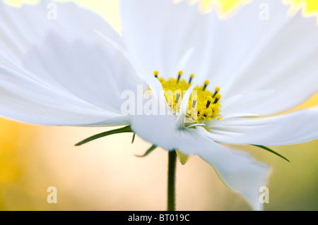 Un close-up di immagine singola bianco Cosmos bipinnatus 'Sonata' Fiore Foto Stock