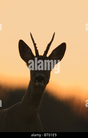 Ritratto di un capriolo buck (Capreolus capreolus) Foto Stock