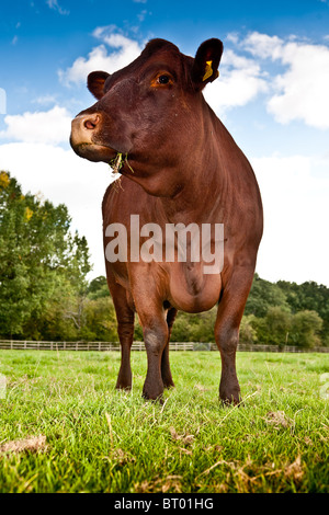 Vacche da Titsey mandria di Sussex mucche al pascolo nella parte anteriore del posto Titsey, Oxted Foto Stock