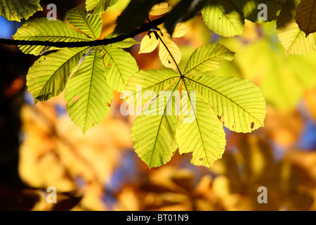 Ippocastano foglie (Aesculus hippocastanum ) in autunno. Foto Stock